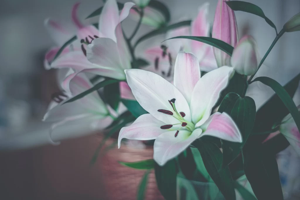 Lily White Pink Trumpet-shaped Blooms Close Up