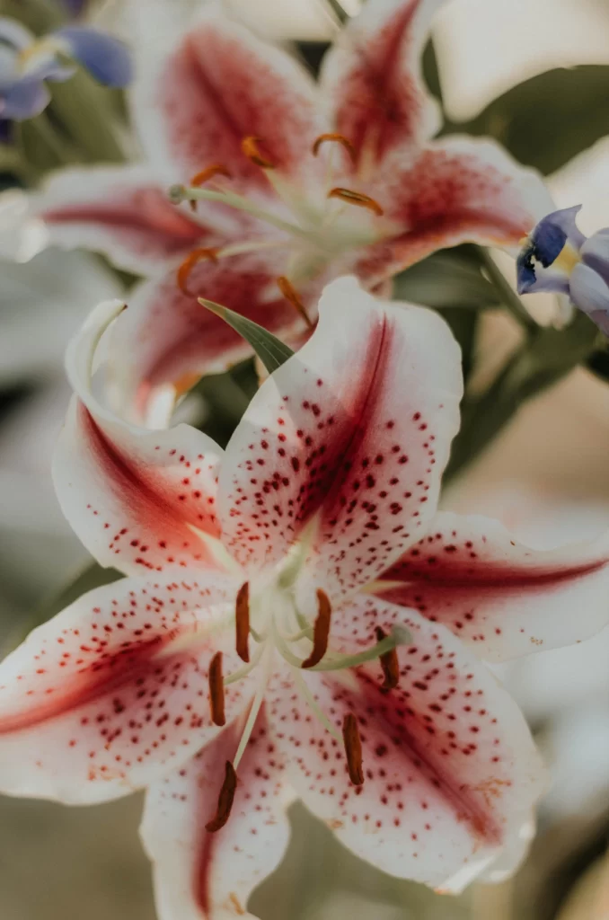 Lily White Red Spotted Petals Trumpet-shaped Blooms