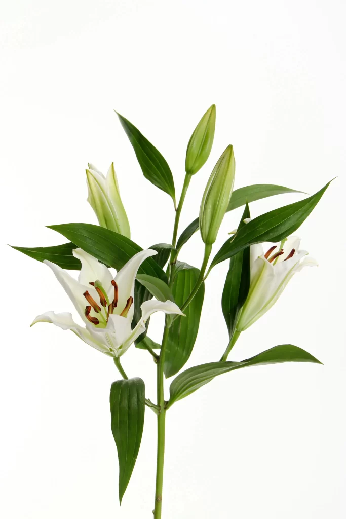 Lily White Trumpet Blooms Green Leaves