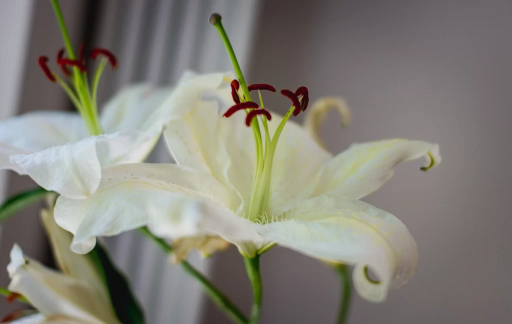 Lily White Trumpet-shaped Blooms Close gray Up