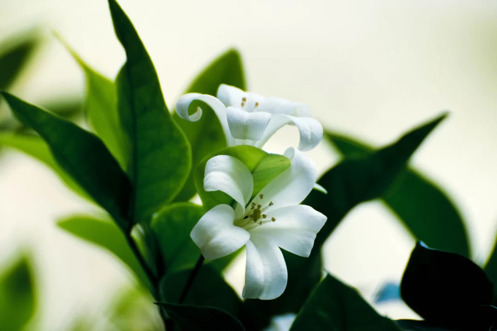 Lily White Trumpet-shaped Blooms Close Up neutral Garden