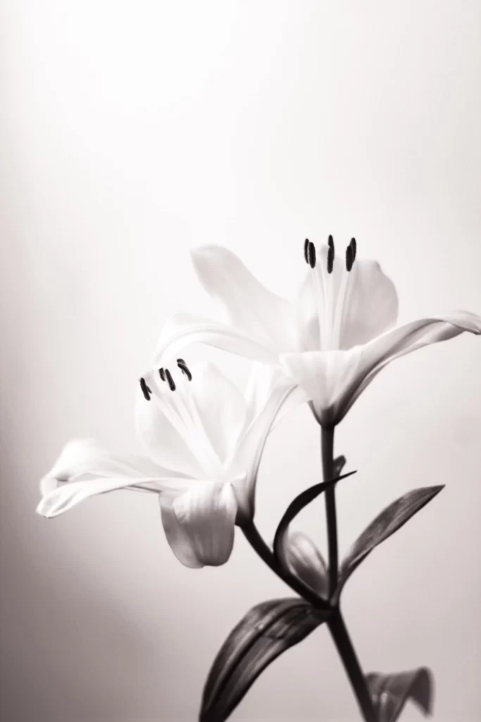 Lily White Trumpet-shaped Blooms Close Up