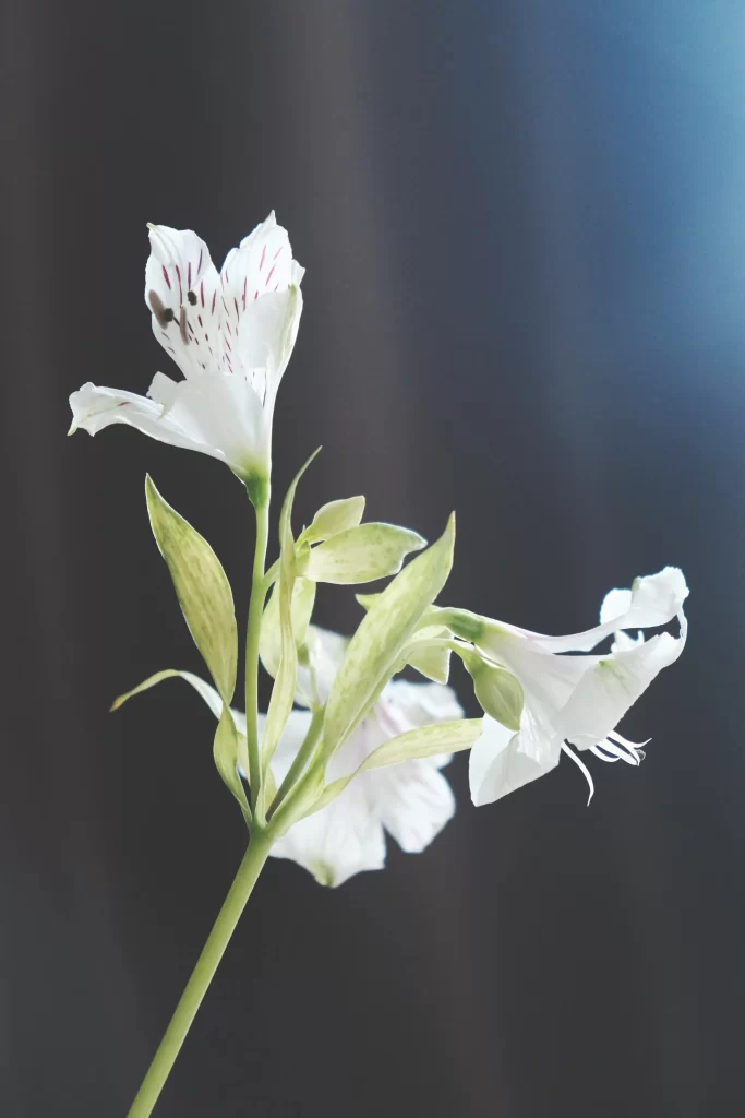 Lily White Trumpet-shaped Blooms Petals Green Stems
