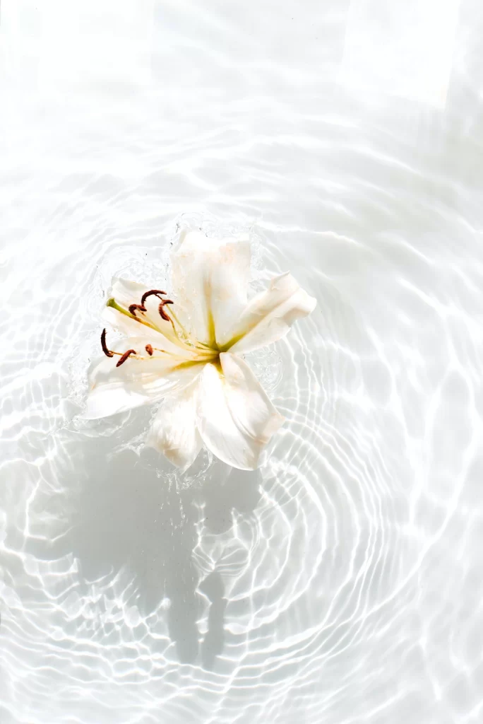 Lily White Trumpet-shaped Blooms Petals Water Reflection