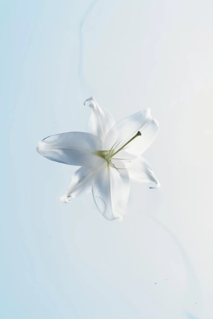Lily White Trumpet-shaped Blooms Petals