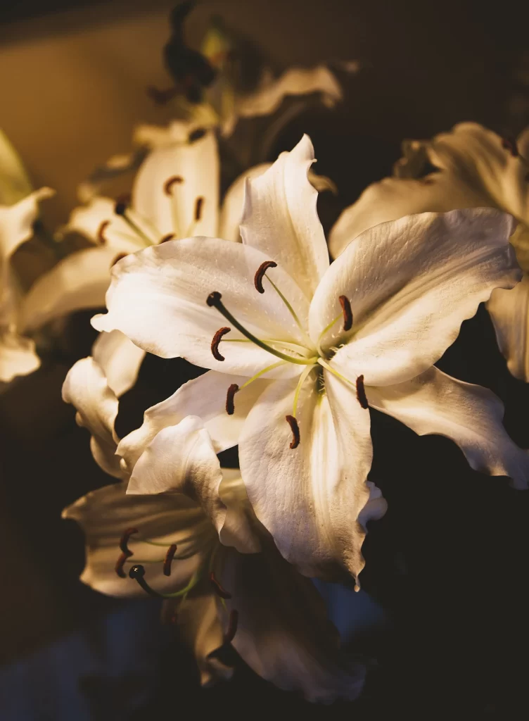 Lily White Trumpet-shaped Blooms Petals Stamen Close Up