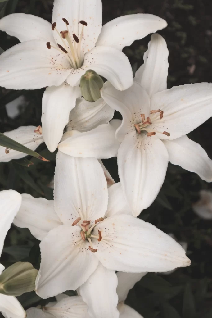 Lily White Trumpet-shaped Blooms Close Up gray Garden