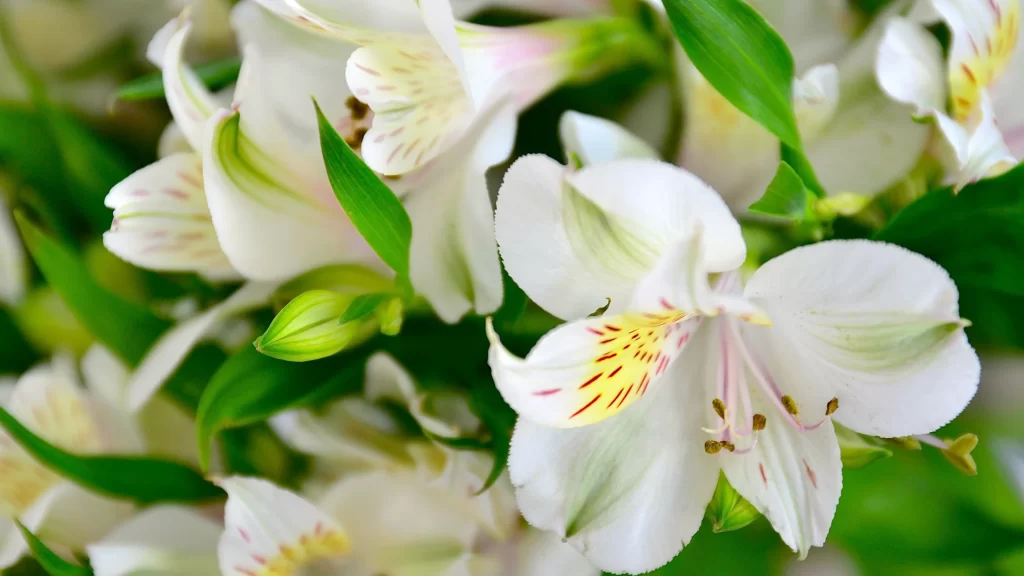 Lily White Yellow Green Close Up Blooming