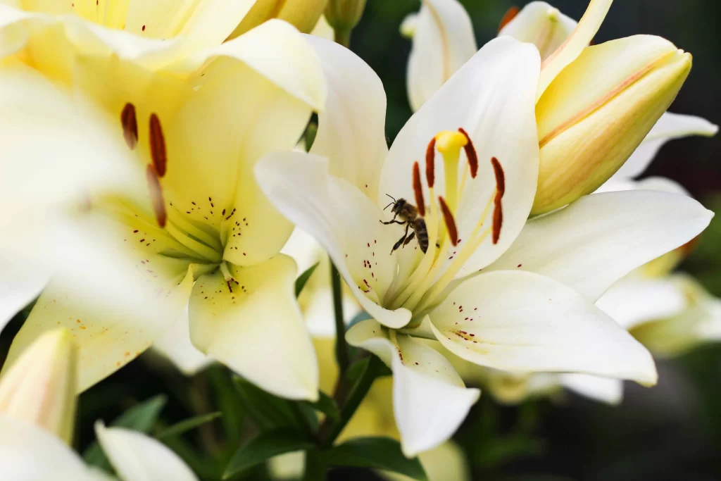 Lily White Yellow Trumpet-shaped Blooms Close neutral Up