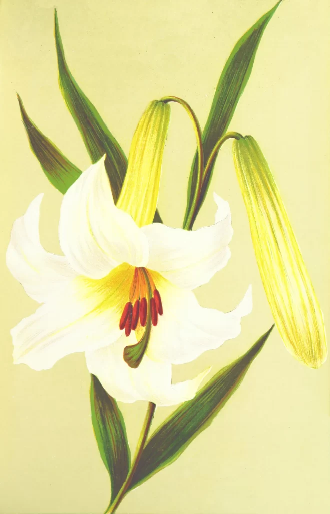 Lily White Yellow Trumpet-shaped Blooms Petals