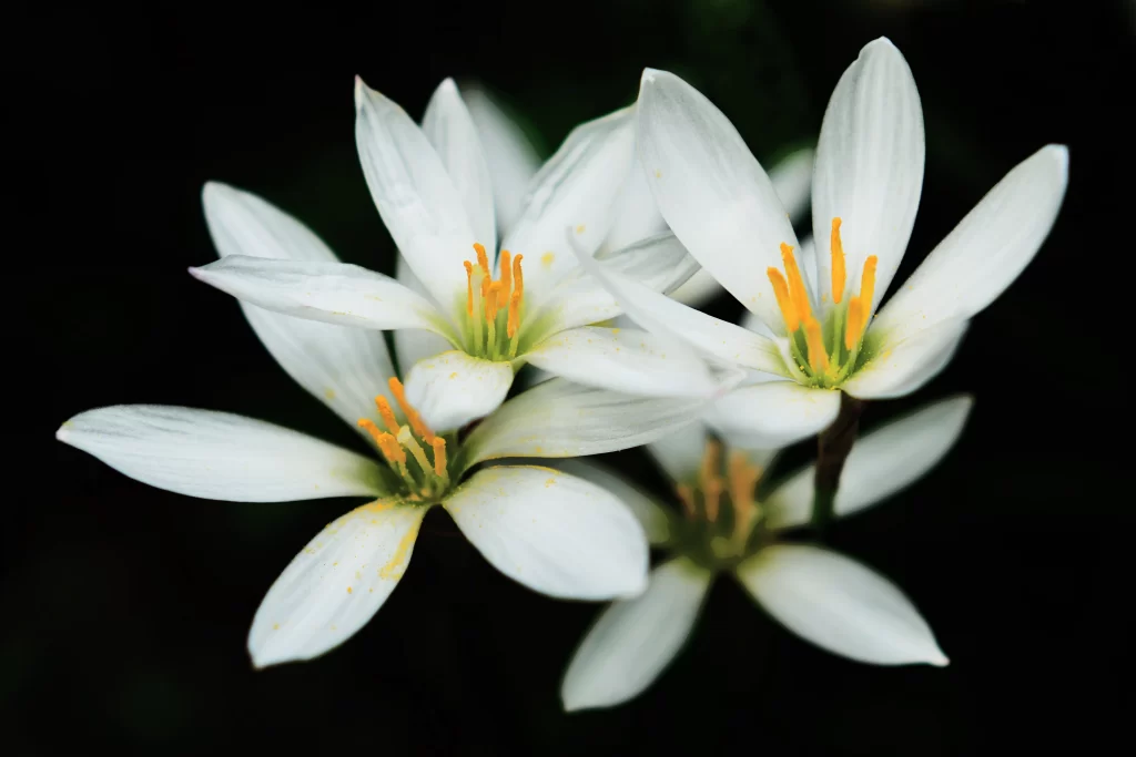 Lily White Yellow Trumpet-shaped Blooms Close gray Up