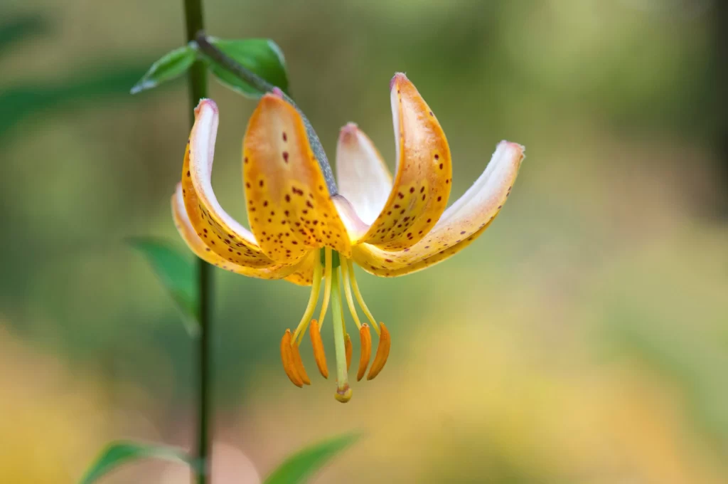 Lily Yellow Orange Spotted Petals Trumpet-shaped Blooms