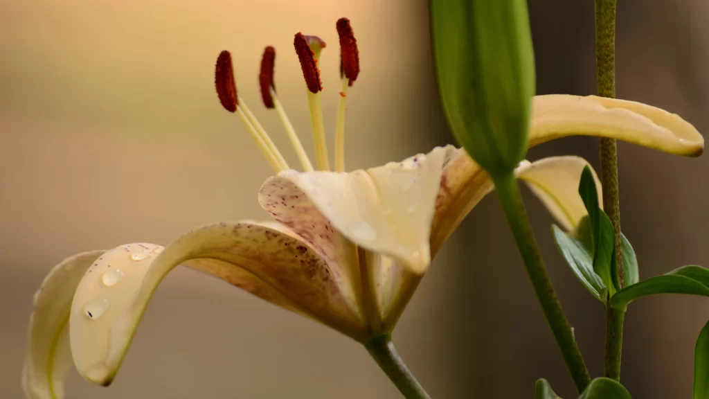Lily Yellow Red Spotted Petals Close Up Garden Blooming