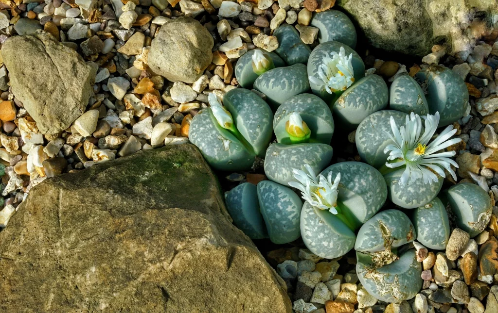 Living Stone Succulent Green White Blooming Bud