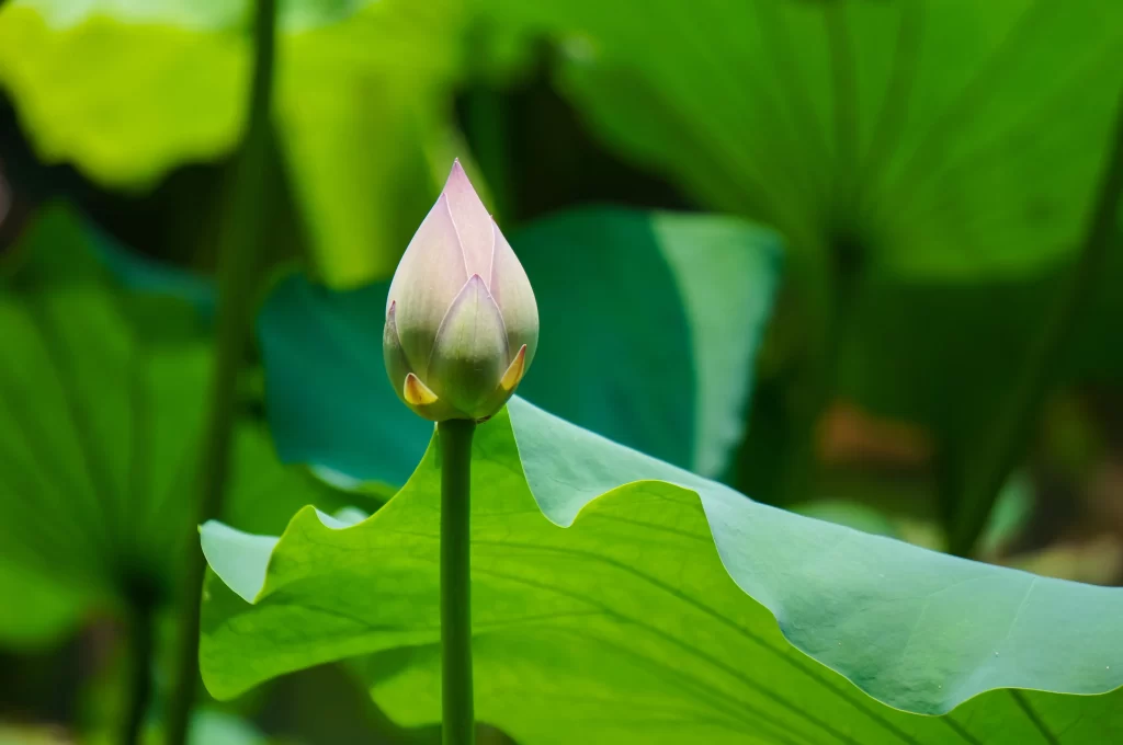 Lotus Bud Green Leaf Nature
