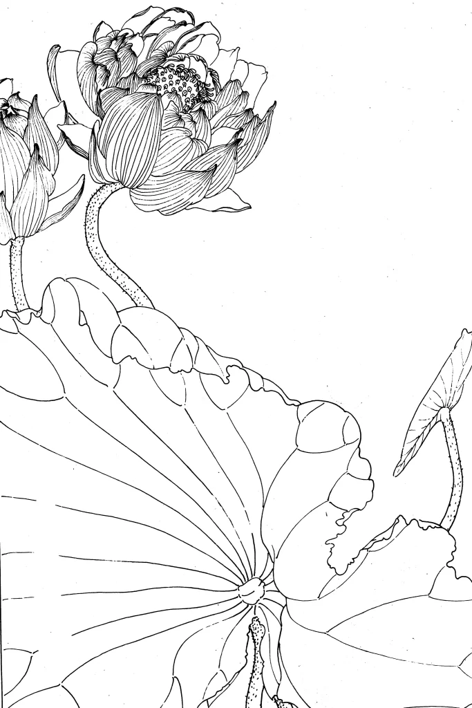 Lotus Chinese Line Drawing Botanical Art