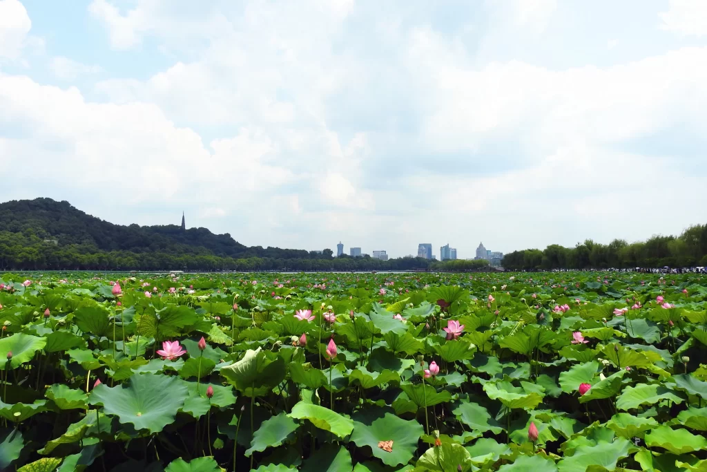 Lotus Flower Green Leaf Pink Bloom Nature