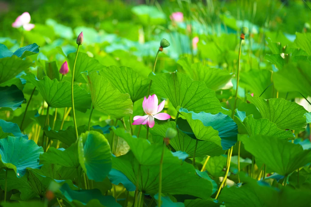 Lotus Flower Green Leaf Pink Petal Nature