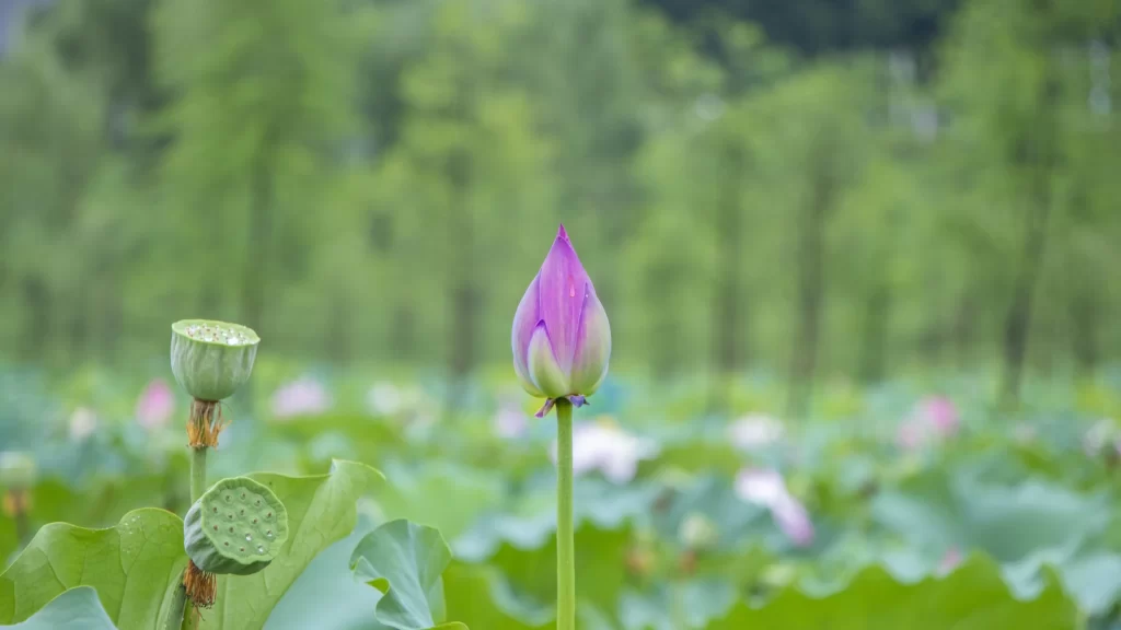 Lotus Flower Green Leaf Pond Water