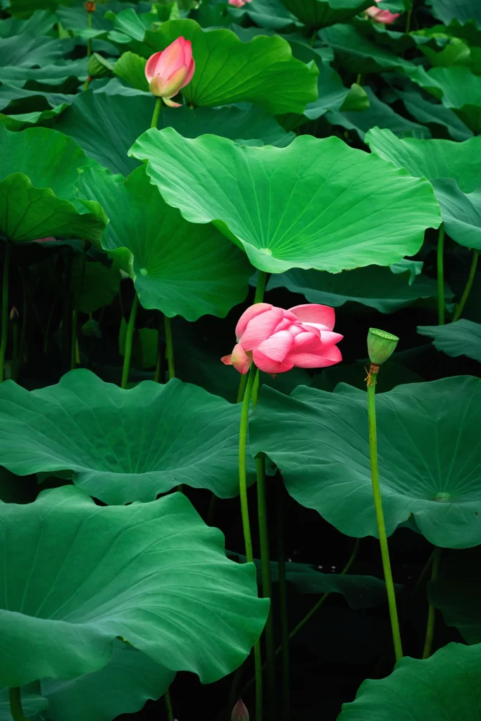 Lotus Flower Green Leaf Pink Bloom