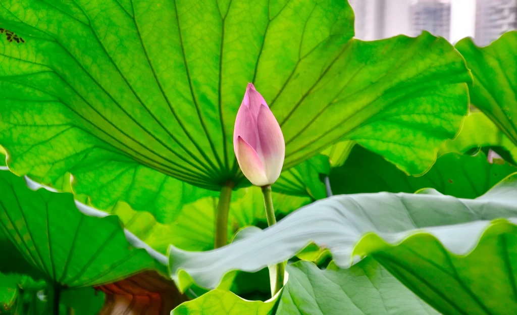 Lotus Flower Green Leaf Pink