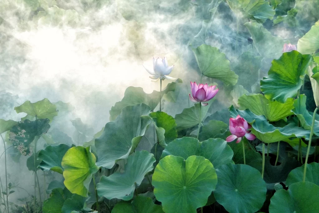 Lotus Flower Green Leaf Pink White Mist