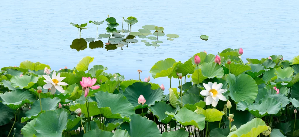 Lotus Flower Green Leaf Pink White Blue Water