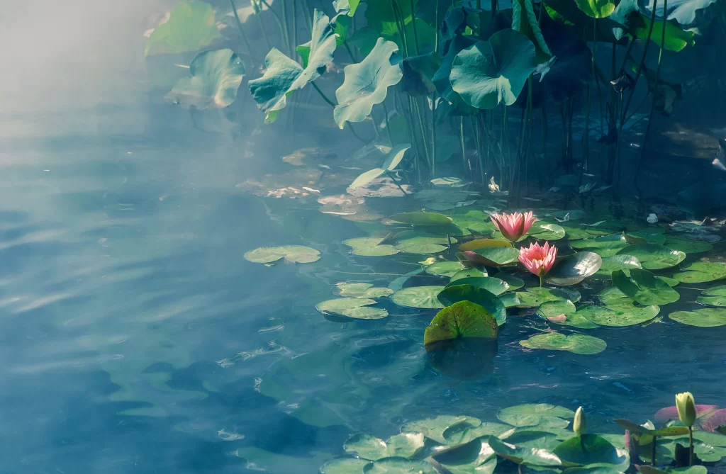 Lotus Flower Green Leaf Pink Blue Water