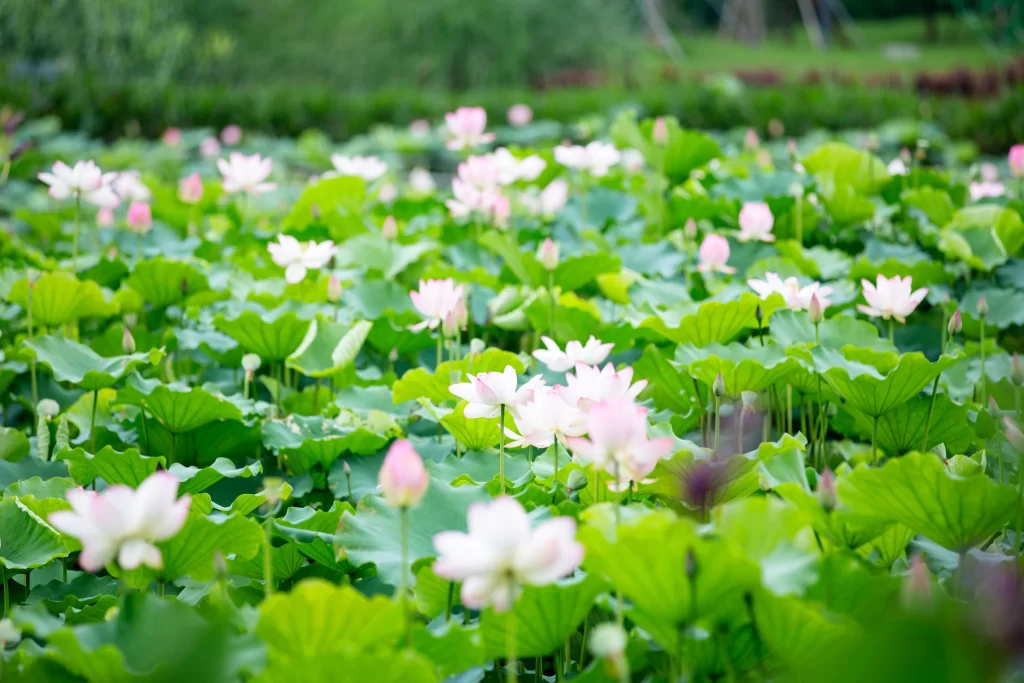 Lotus Flower Green Leaf Pink warm White