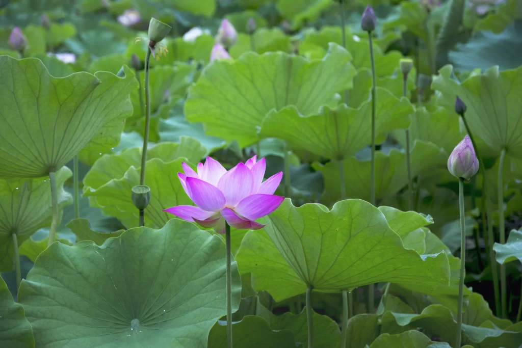 Lotus Flower Green Leaf Purple Pink