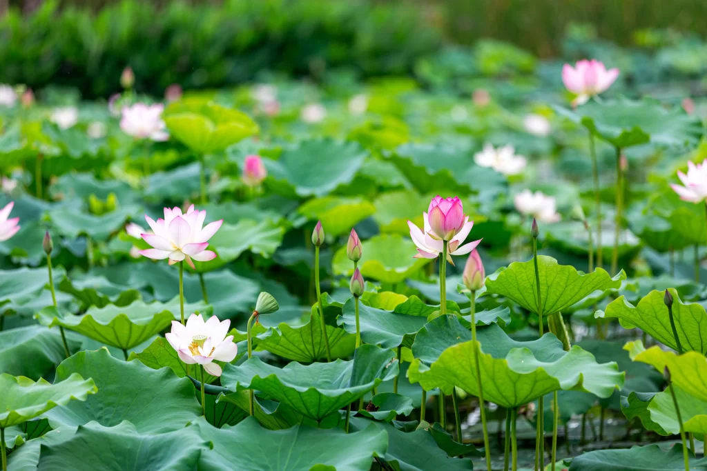 Lotus Flower Green Leaf Pink warm White