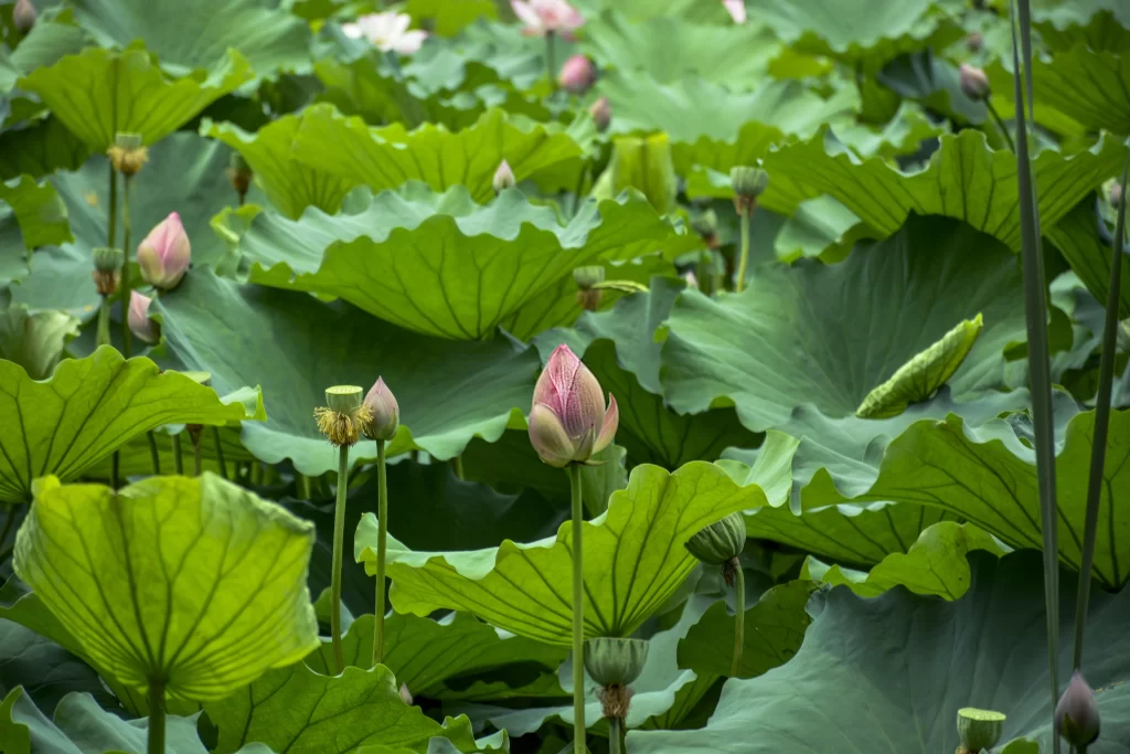 Lotus Flower Green Leaf Pink Bud