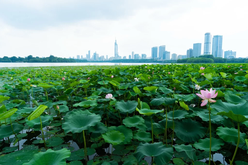 Lotus Flower Green Leaf Pink Bloom Urban Skyline