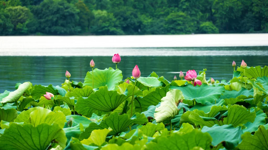 Lotus Flower Green Leaf Pink White Water