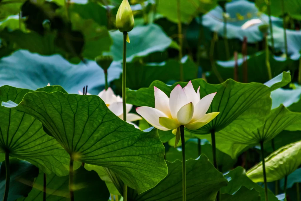 Lotus Flower Green Leaf White Pink