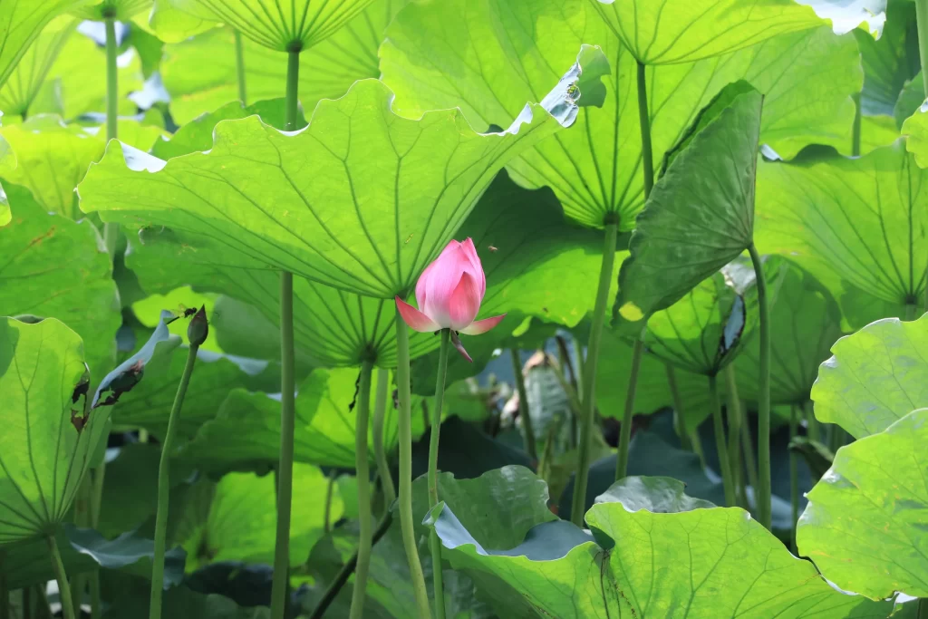 Lotus Flower Green Leaf warm Pink