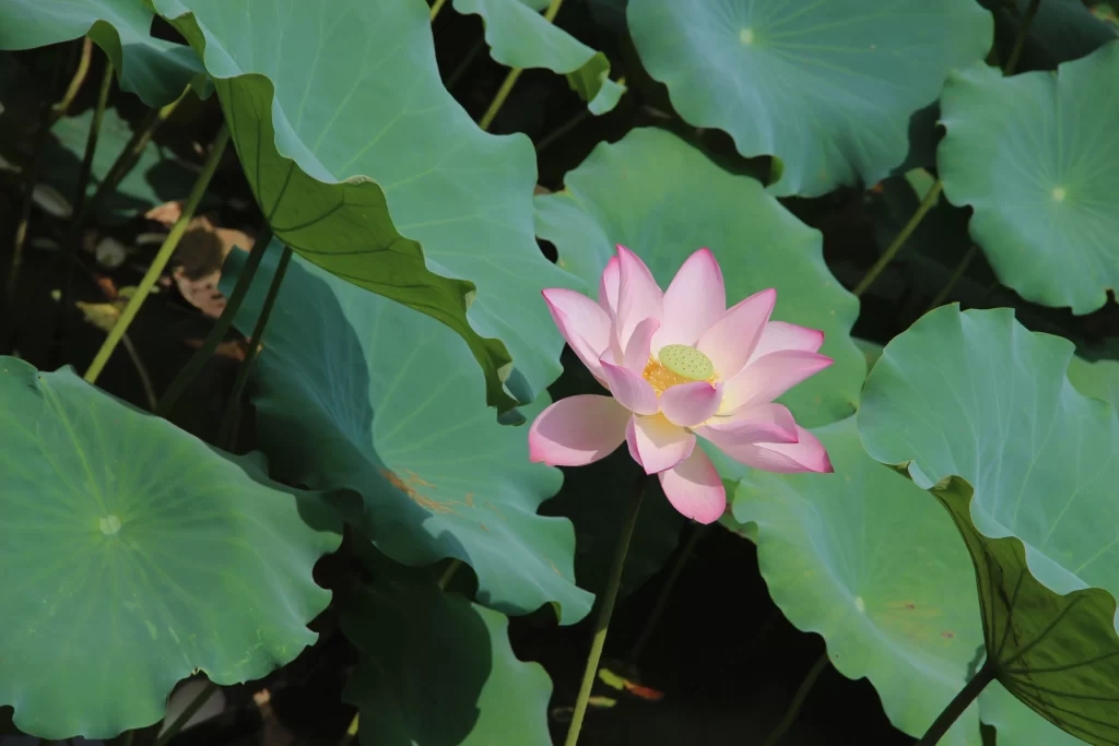 Lotus Flower Pink Green gray Leaf