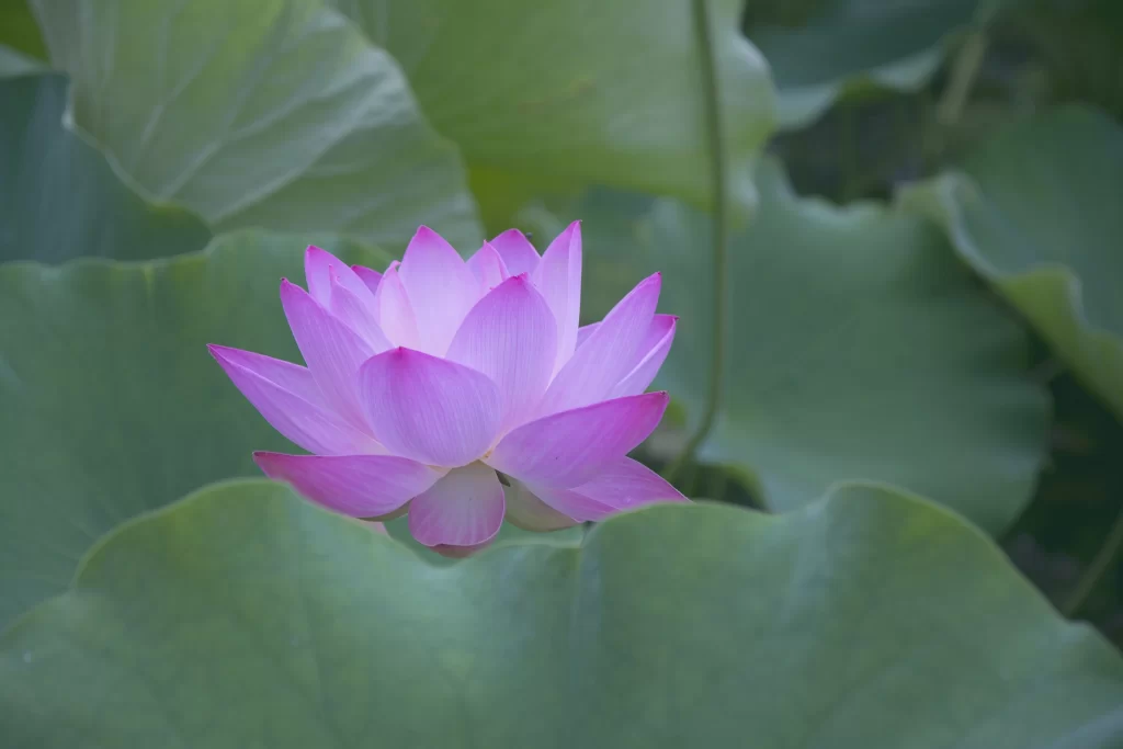 Lotus Flower Pink Green gray Leaf