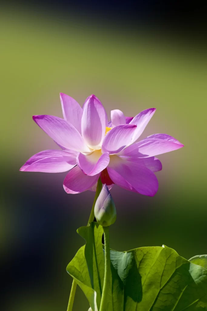 Lotus Flower Pink Green gray Leaf