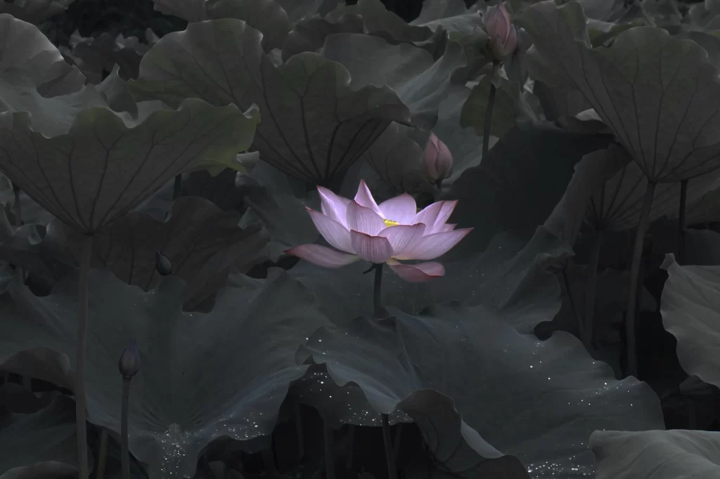 Lotus Flower Pink Green Leaf dark Pond