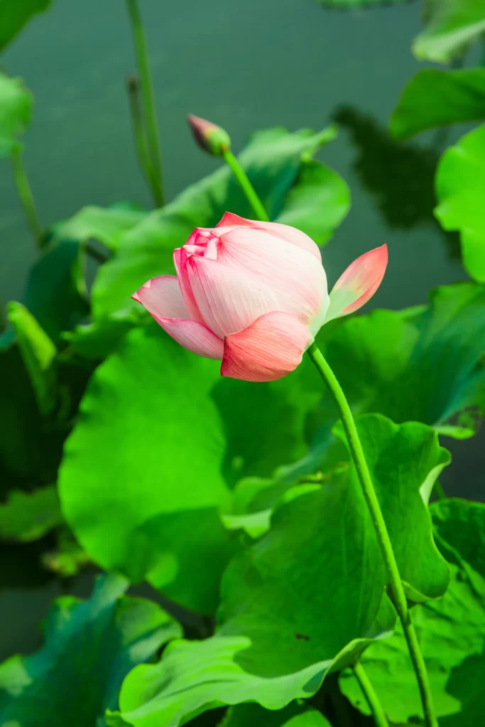 Lotus Flower Pink Green Leaf warm Pond