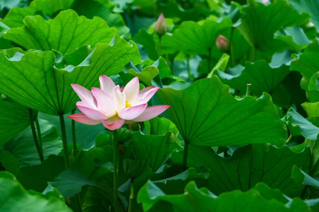 Lotus Flower Pink Green Leaf warm Pond