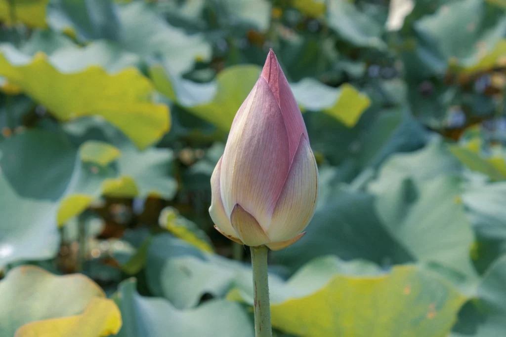 Lotus Flower Pink Green Leaf gray Pond