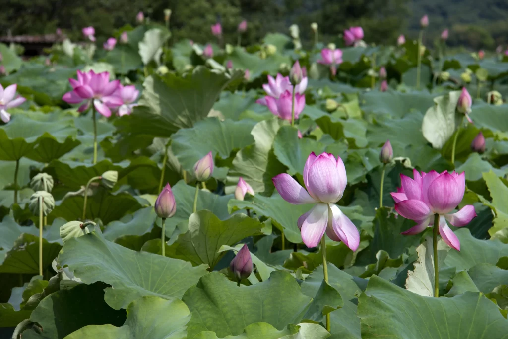 Lotus Flower Pink Green Leaf warm Pond