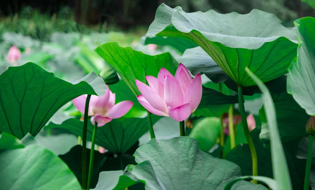 Lotus Flower Pink Green Leaf cool Pond