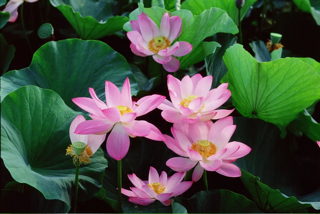 Lotus Flower Pink Green Leaf gray Pond