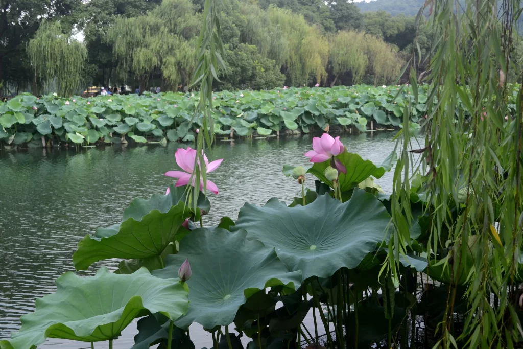 Lotus Flower Pink Green Leaf Pond gray Water
