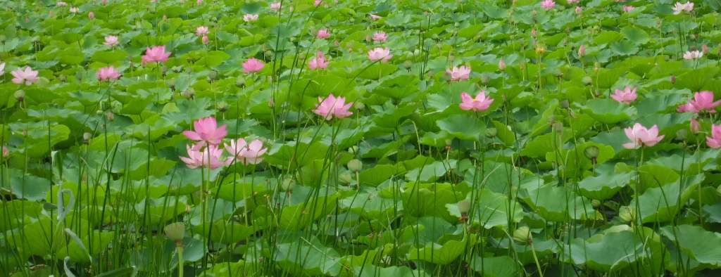 Lotus Flower Pink Green Leaf warm Pond