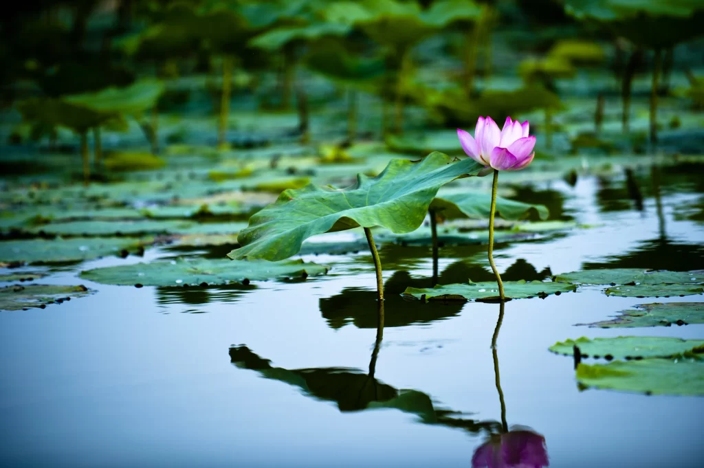 Lotus Flower Pink Green Leaf Pond cool Water