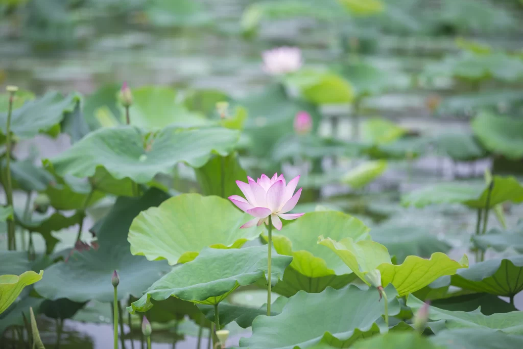 Lotus Flower Pink Green Leaf gray Pond